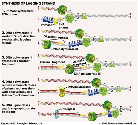 dna synthesis steps.